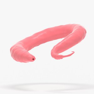 Caenorhabditis Elegans