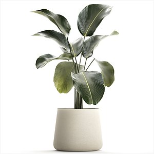 3D Beautiful Plant Bush Calathea Lutea Flowerpots 1310 model