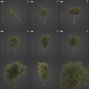 2021 PBR Forest Sandpaper Fig Collection - Ficus Exasperata model