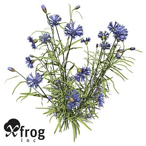 XfrogPlants Cornflower