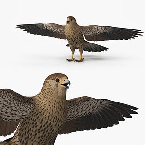 Falcon Bird Brown 3D model