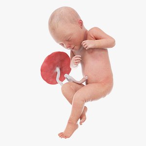 3D Fetus  Week 32 Animated model