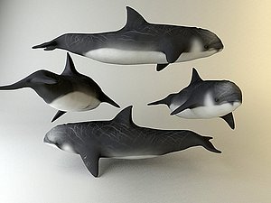 dolphin n_3