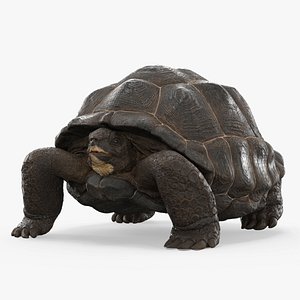 Turtle Chelonoidis Niger Hiding in Shell Animated Rigged for Cinema 4D model