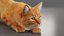 姜屋猫毛套装 动画绑定 Maya
