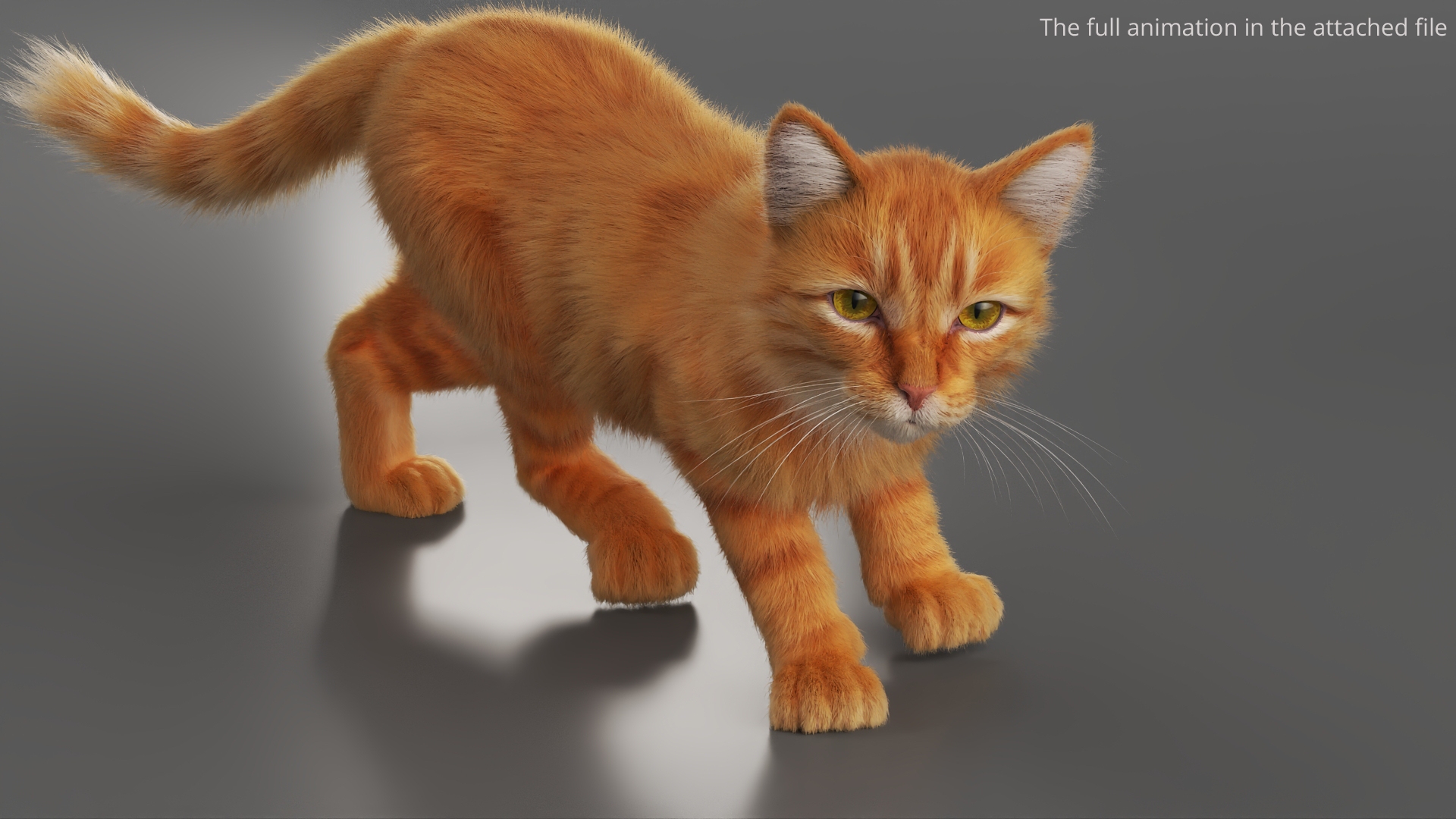 Ginger House Cat Fur Set Animated Rigged For Maya 3D model https://p.turbosquid.com/ts-thumb/kj/bvruJw/Fm/ginger_house_cat_fur_set_animated_rigged_for_maya_366/jpg/1788823473/1920x1080/turn_fit_q99/5745a8b926899480f3f51077f227325c3ba7998b/ginger_house_cat_fur_set_animated_rigged_for_maya_366-1.jpg