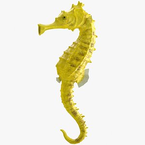 Slender Seahorse Hippocampus Reidi Rigged for Cinema 4D