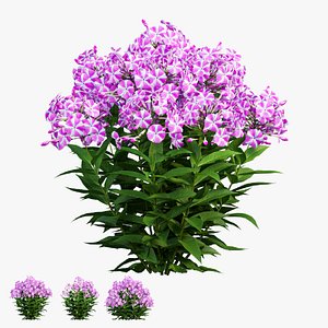 3D Phlox paniculata candy twist 02