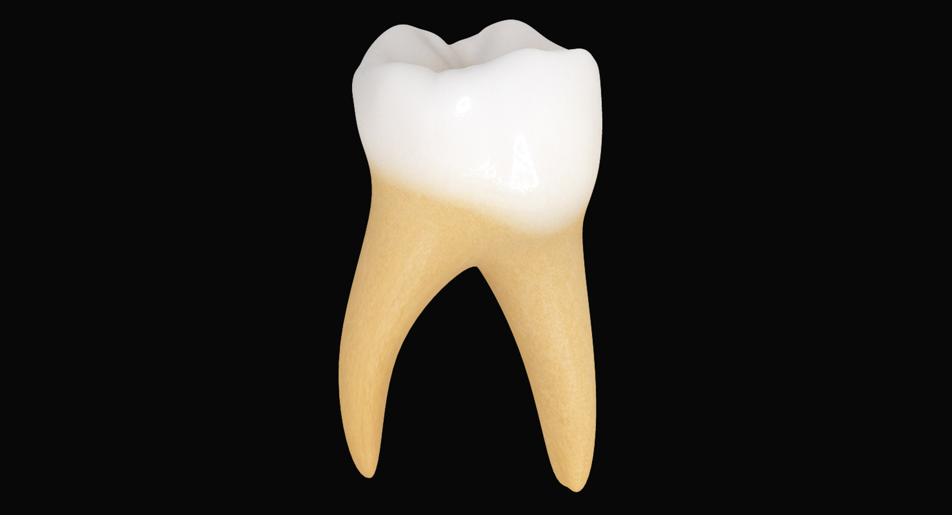 Primary Molar Lower 3d Max