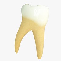 Lower Primary First Molar