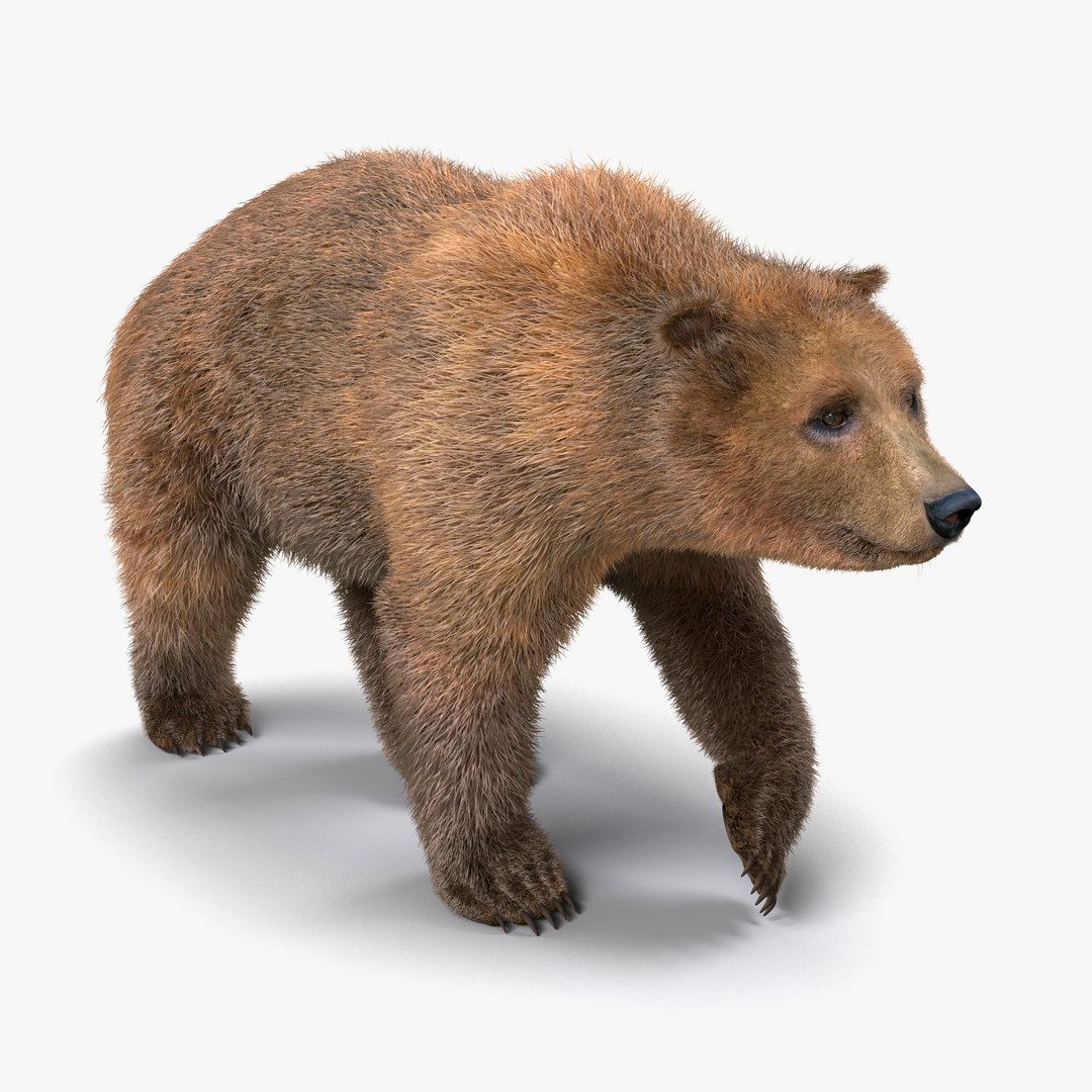 Brown Bear with Fur Walking Pose 3D Model 3D model preview
