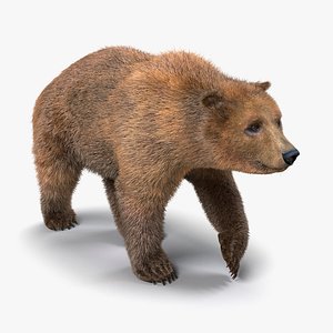 Brown Bear with Fur Walking Pose 3D Model