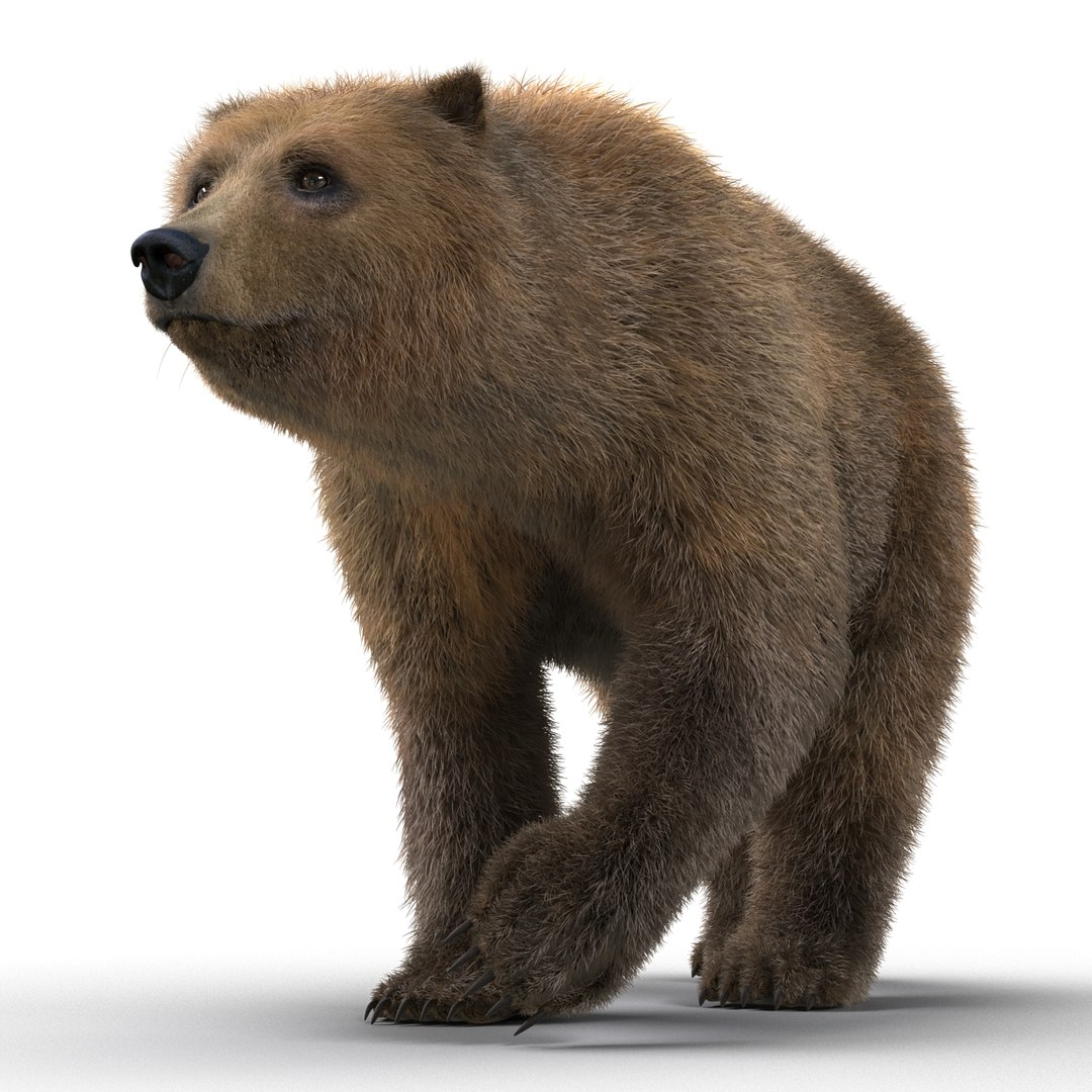 Brown Bear Fur Pose 3d Model