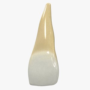 Human Teeth Upper Central Incisor