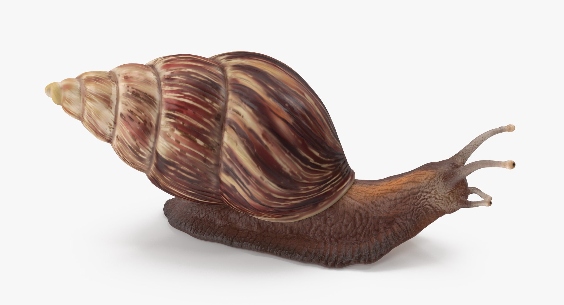 Obj Snail Poses
