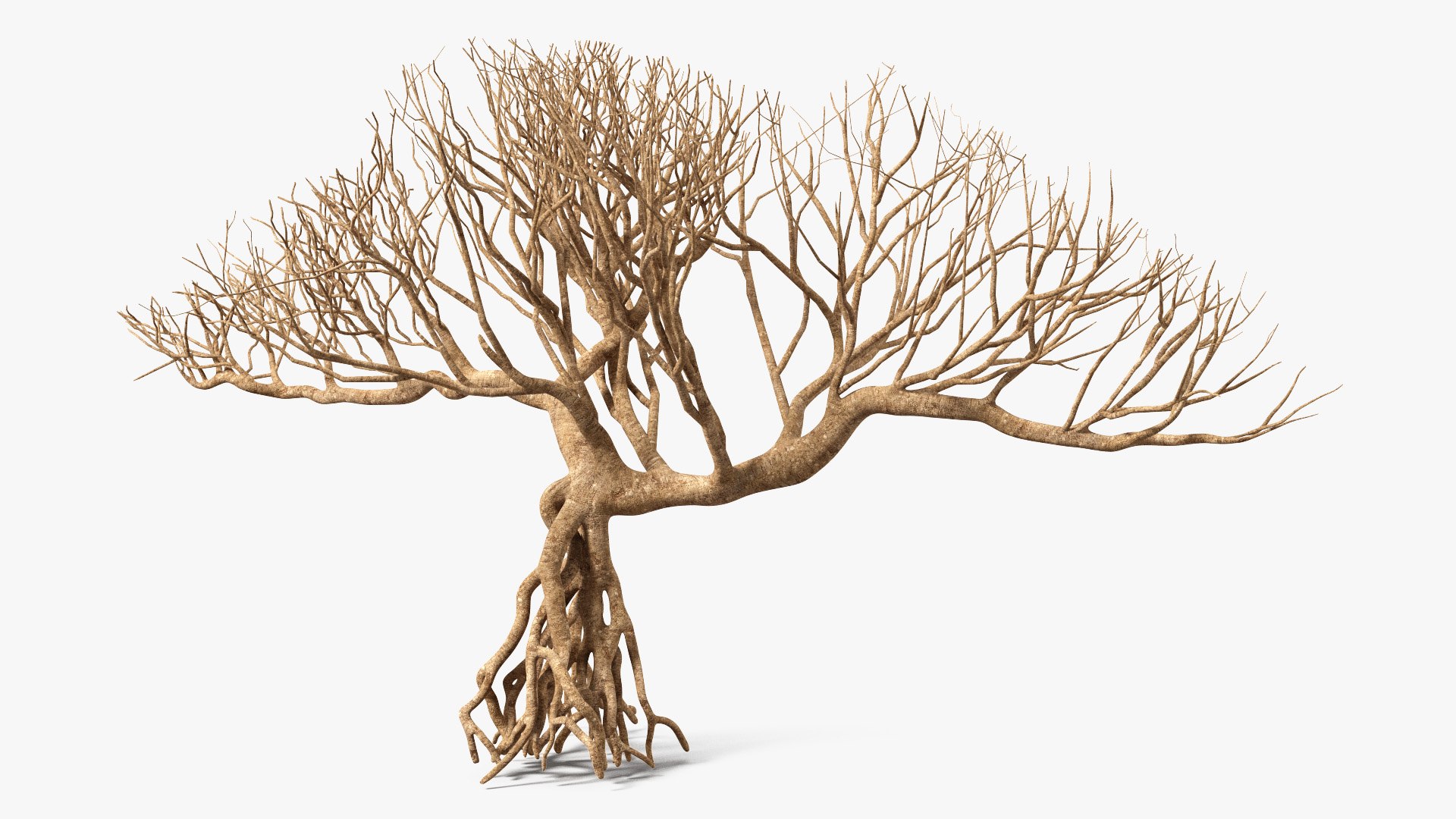 Bare Bonsai 3D model preview