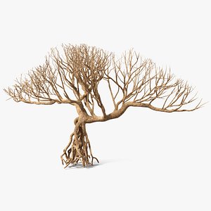 bare bonsai 3D model