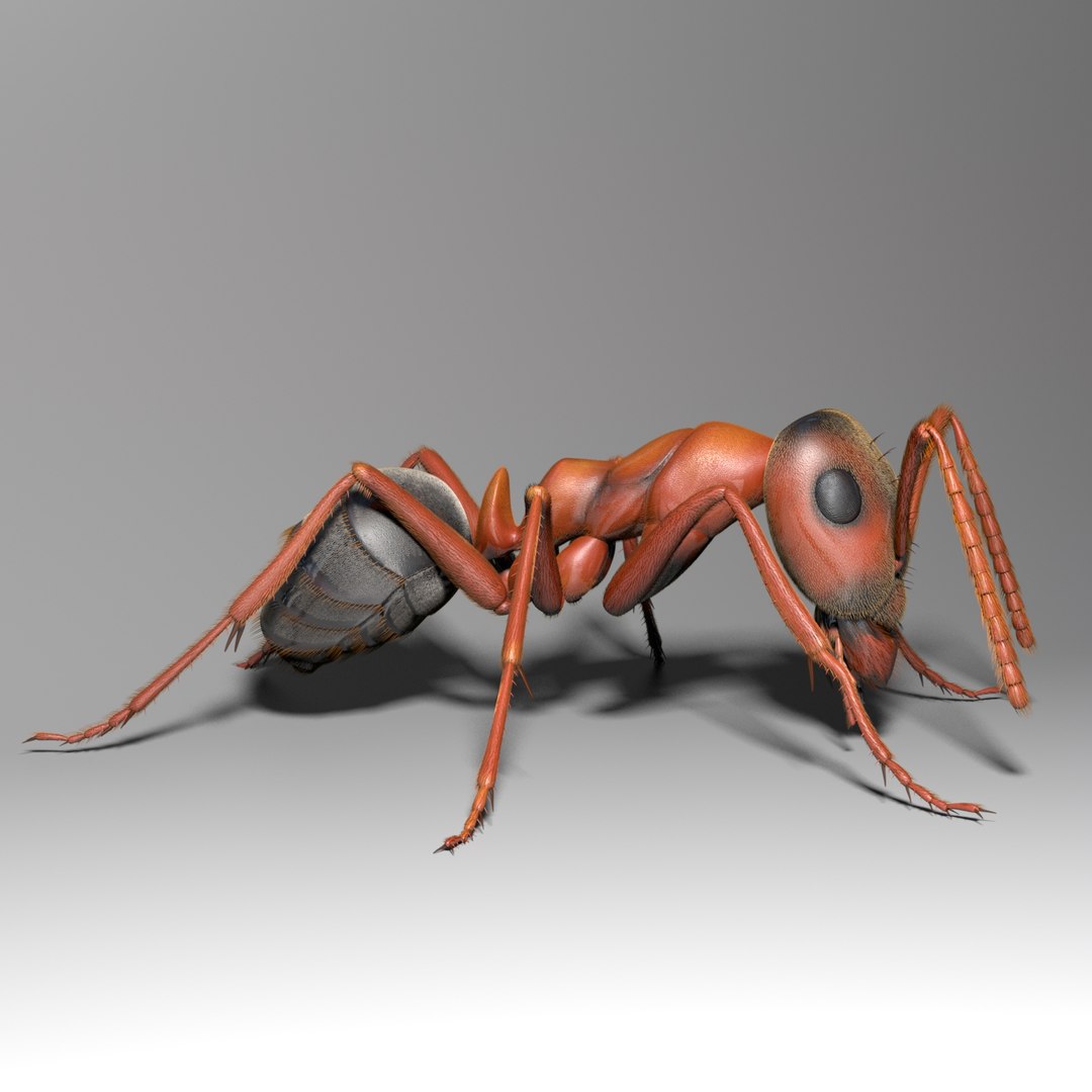 Photorealistic Ant Rigged 3D Model - TurboSquid 1216544