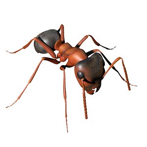 Ant 3D Models for Download