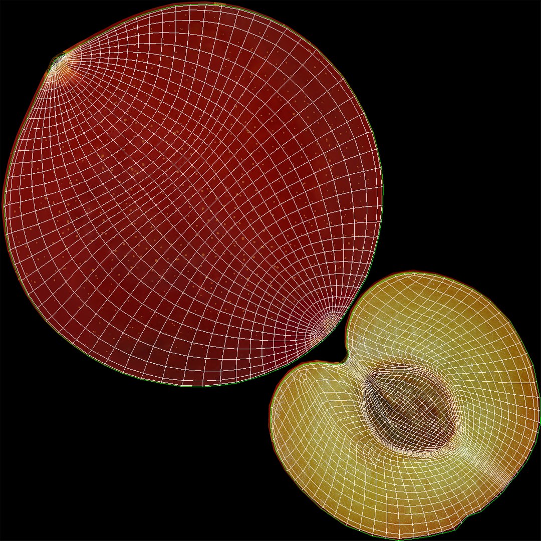 plum half 4 modeled 3d max https://p.turbosquid.com/ts-thumb/kk/eJcjEX/WkYBMG0I/plumcrosssection3dsmodel16/jpg/1435688817/1920x1080/fit_q87/0f826e1724629afc75a40182657f470e5e727474/plumcrosssection3dsmodel16.jpg