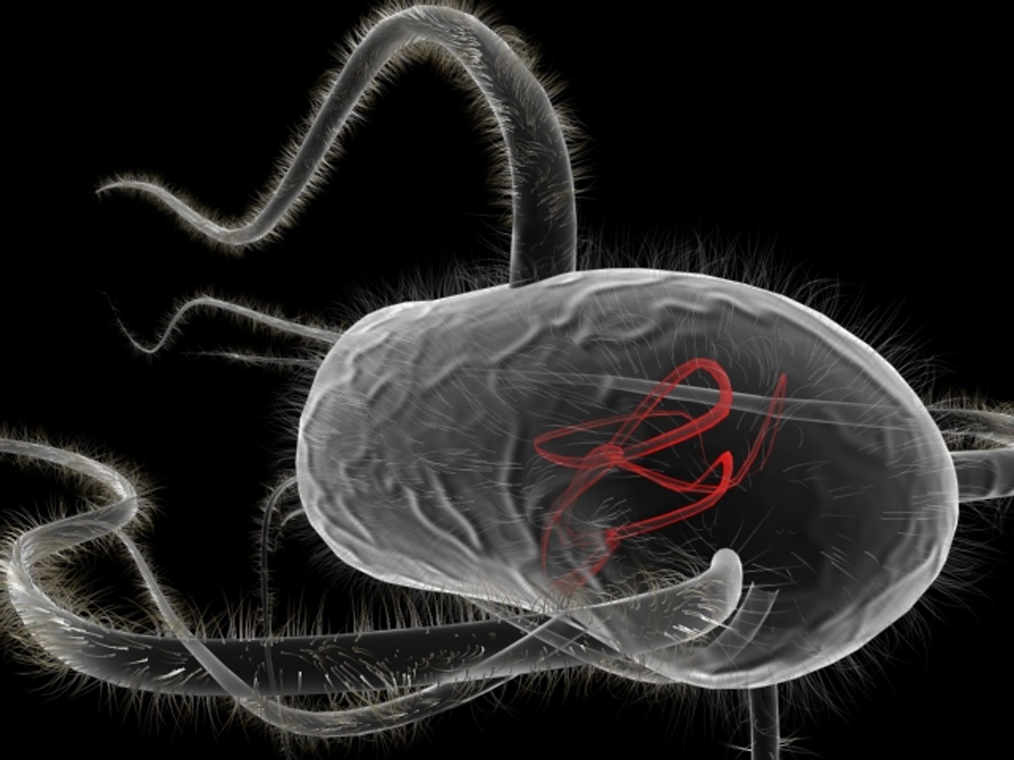 3d Flagellates Bacteria Model