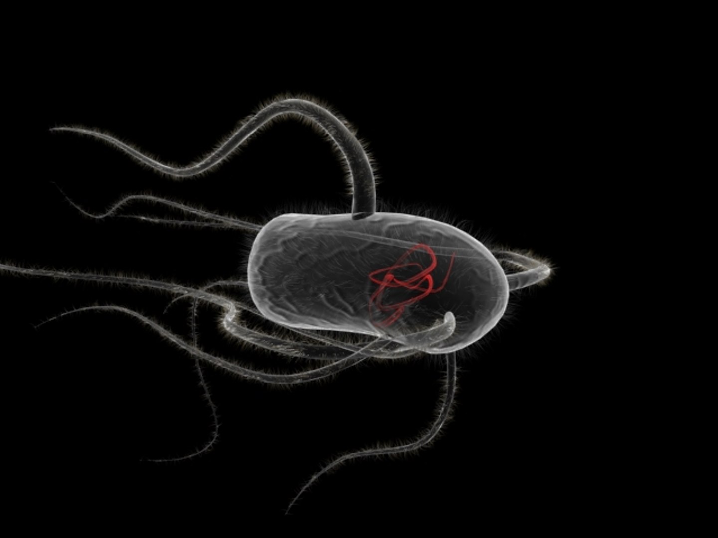 3d Flagellates Bacteria Model
