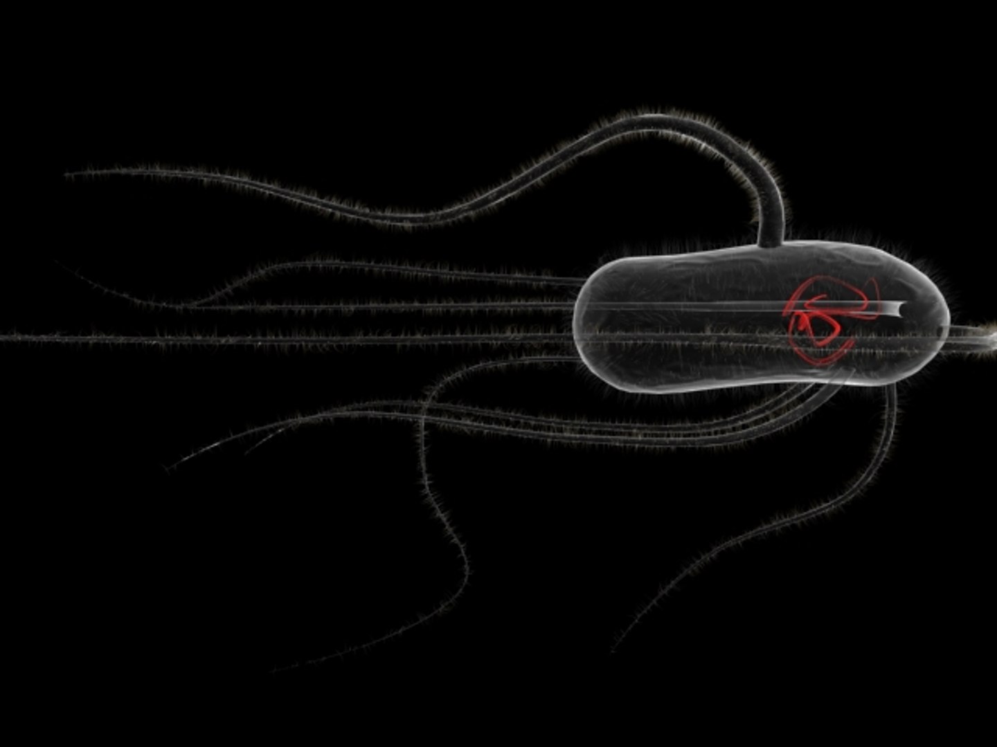 3d Flagellates Bacteria Model