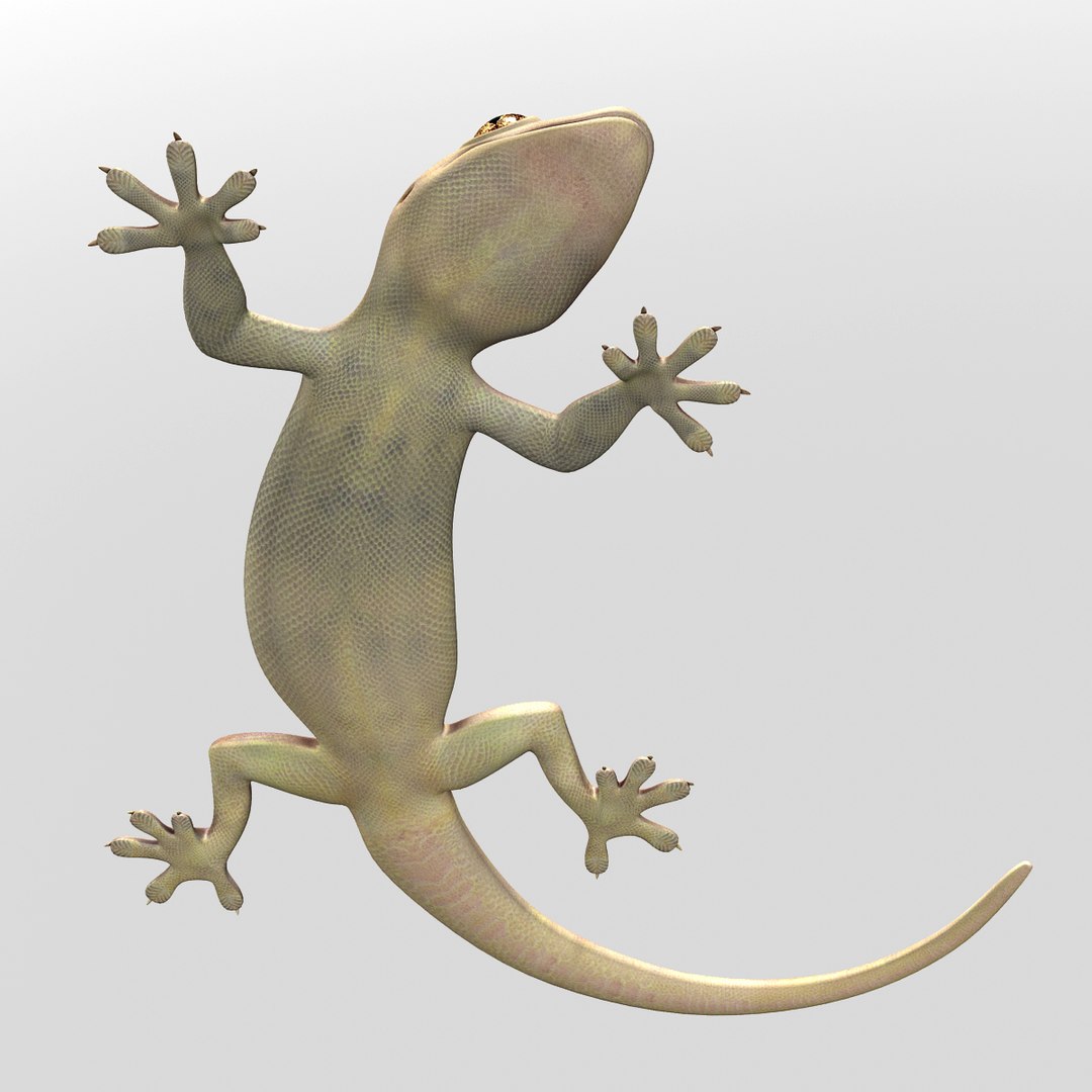 3d House Lizard Model