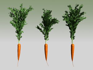 carrot use max