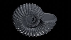 Ammonoid shell with nodes 3D