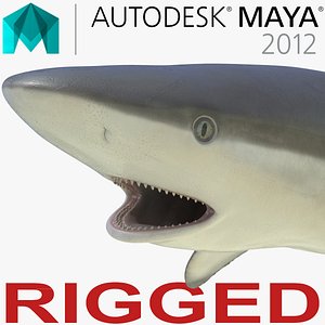 grey reef shark rigged 3d ma