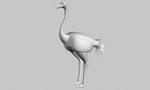 ostritch birds 3d obj