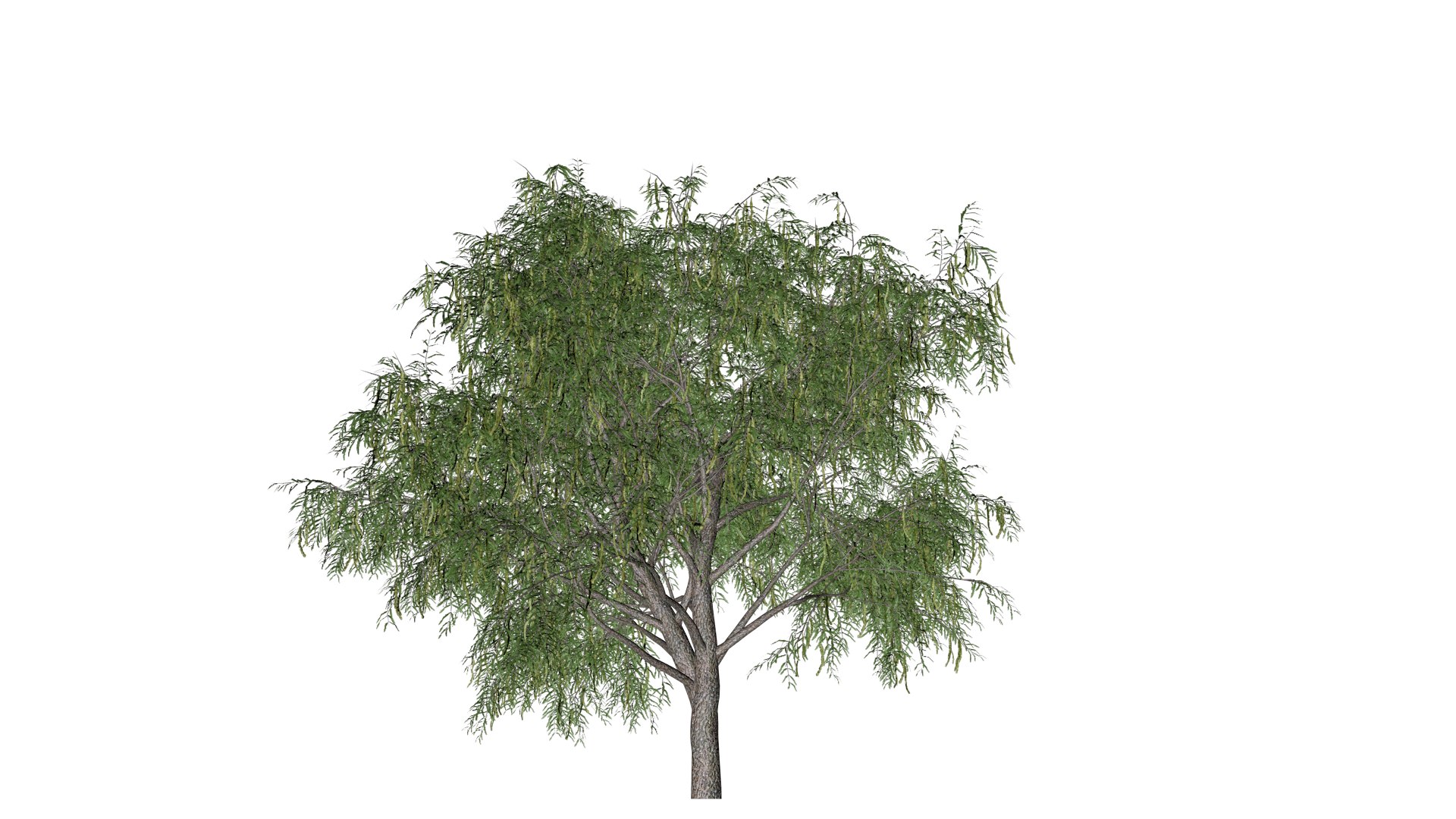 3D Honey Mesquite Tree - 06 - model https://p.turbosquid.com/ts-thumb/kl/gLMhiS/0y/hm_61/png/1742151762/1920x1080/fit_q87/4fea9f5e89aca152100a93b505ab6a6e8f45911f/hm_61.jpg