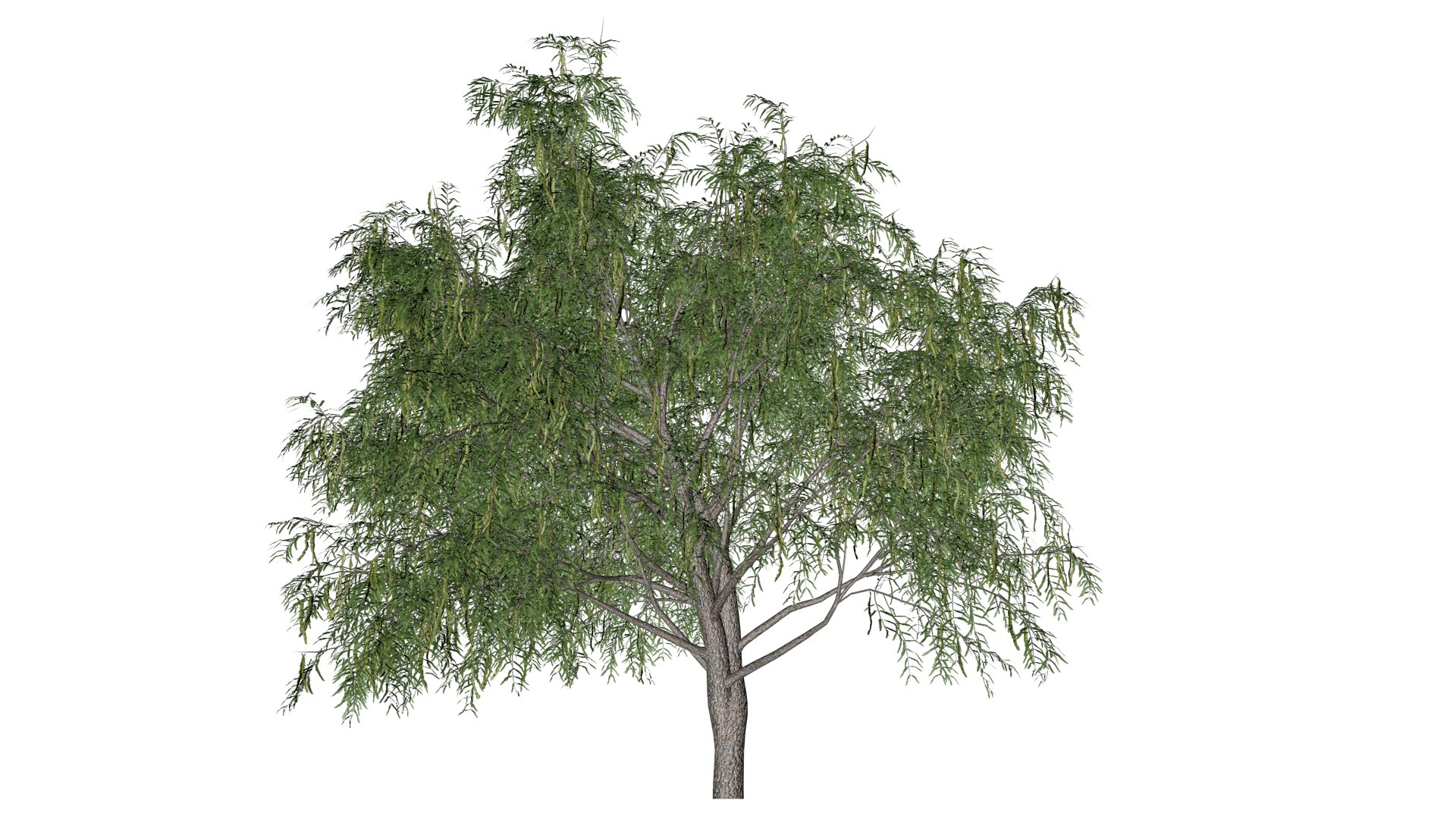 3D Honey Mesquite Tree - 06 - model https://p.turbosquid.com/ts-thumb/kl/gLMhiS/2P/hm_6/png/1742151762/1920x1080/fit_q87/ef3c0d48de71ebb566ad502cc207d77a34a05778/hm_6.jpg