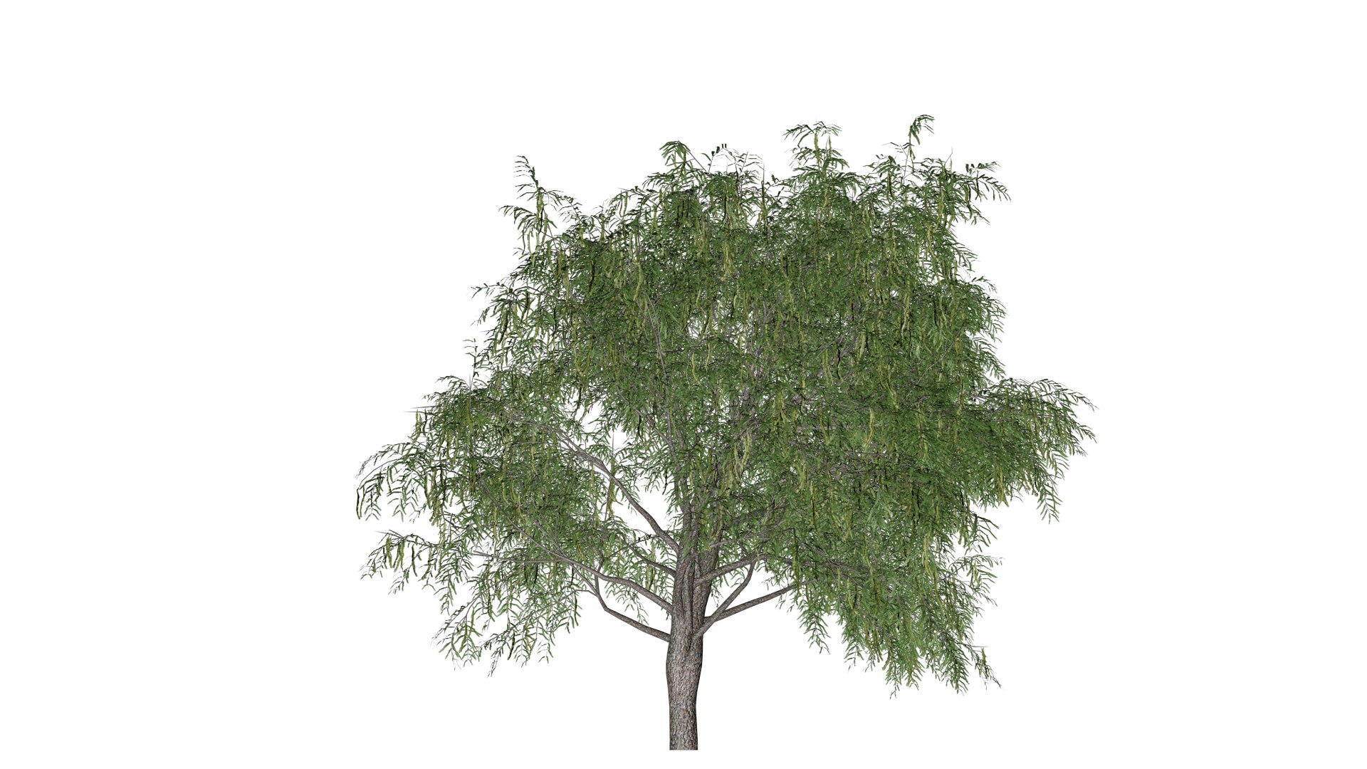 3D Honey Mesquite Tree - 06 - model https://p.turbosquid.com/ts-thumb/kl/gLMhiS/Nk/hm_62/png/1742151763/1920x1080/fit_q87/39a75f50f148cdab0b4cec66dfbbd3c11a1c5597/hm_62.jpg
