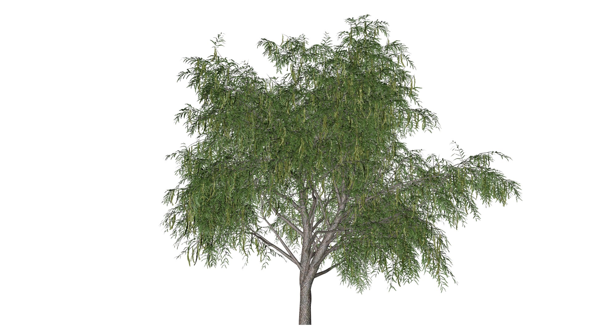 3D Honey Mesquite Tree - 06 - model https://p.turbosquid.com/ts-thumb/kl/gLMhiS/Tt/hm_63/png/1742151764/1920x1080/fit_q87/debaca327c26b376182d9b0f0d7706fa72279a6b/hm_63.jpg