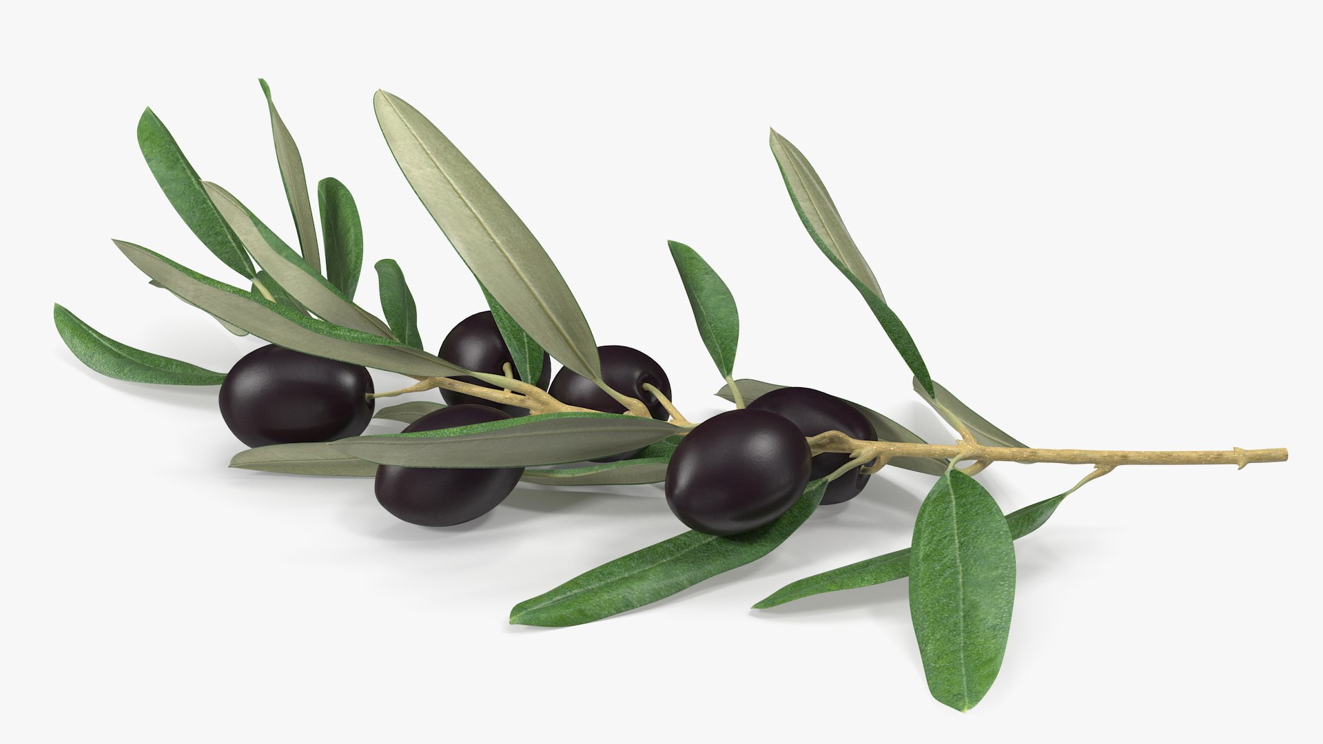 Olive Branch with Black Olives Resting 3D model https://p.turbosquid.com/ts-thumb/kl/psrKqx/Rt/olive_branch_with_black_olives_lying_008/jpg/1775151309/1920x1080/fit_q87/5b241775a07a3c77326af6ddbdd2b2ba38c89051/olive_branch_with_black_olives_lying_008.jpg