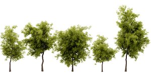 Collection plant vol 535 - blender model 3D model