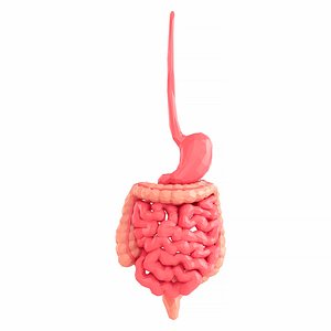 3D intestines stomach model