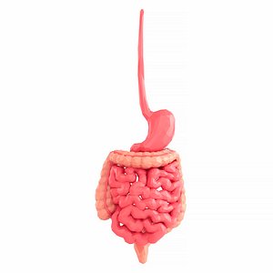 Intestines and Stomach Low Poly