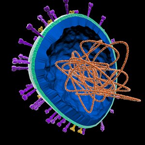 cutaway h1n1 flu virus 3d model