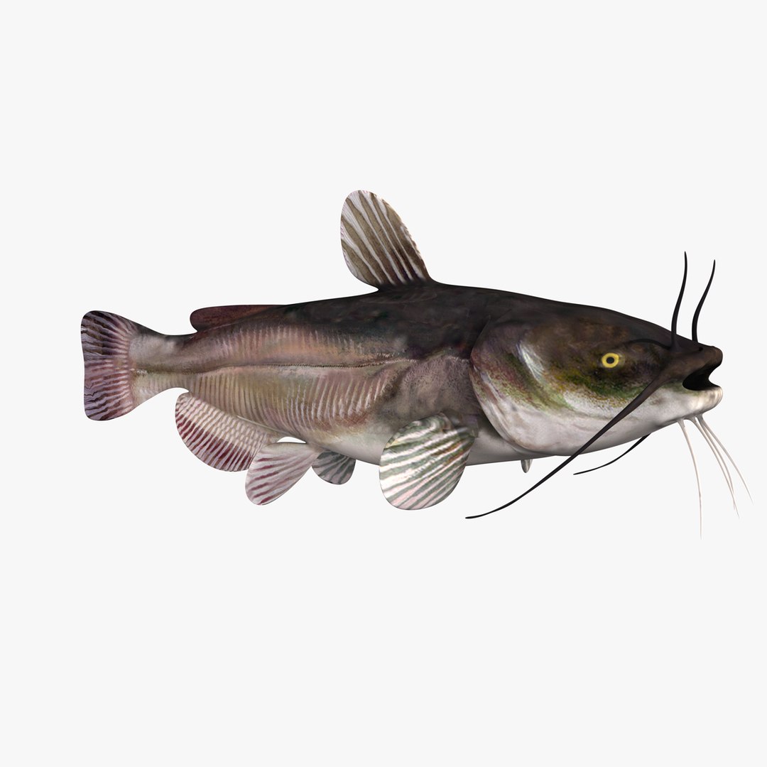 3D Black Bullhead Catfish - TurboSquid 1212995