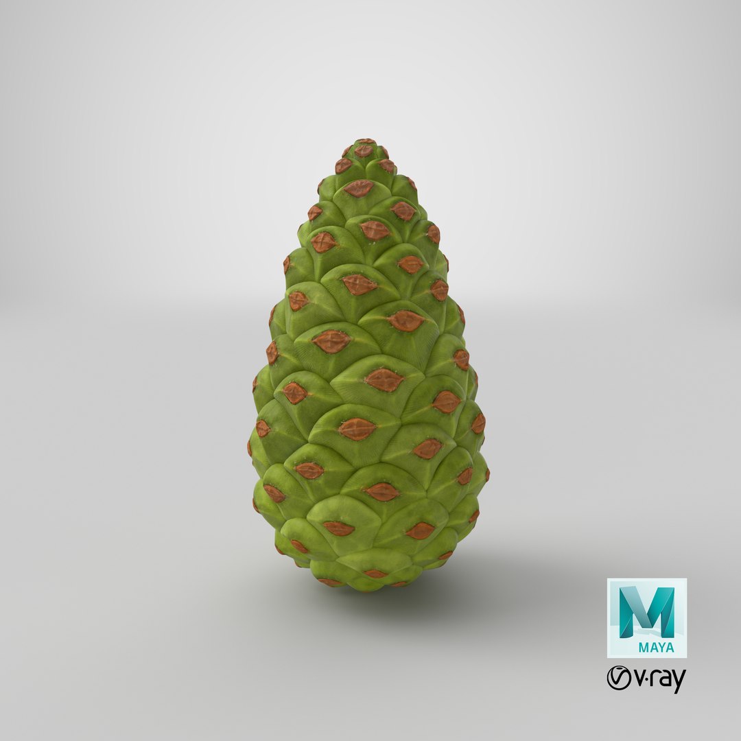3D model Green Pine Cone https://p.turbosquid.com/ts-thumb/km/4sCRE9/CS/stemcell_maya_vray_render/png/1686755994/1920x1080/fit_q87/436002a64447a34c7192ef1f340ce33c010e3e1c/stemcell_maya_vray_render.jpg