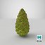 Green Pine Cone