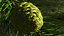 Green Pine Cone