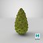 Green Pine Cone