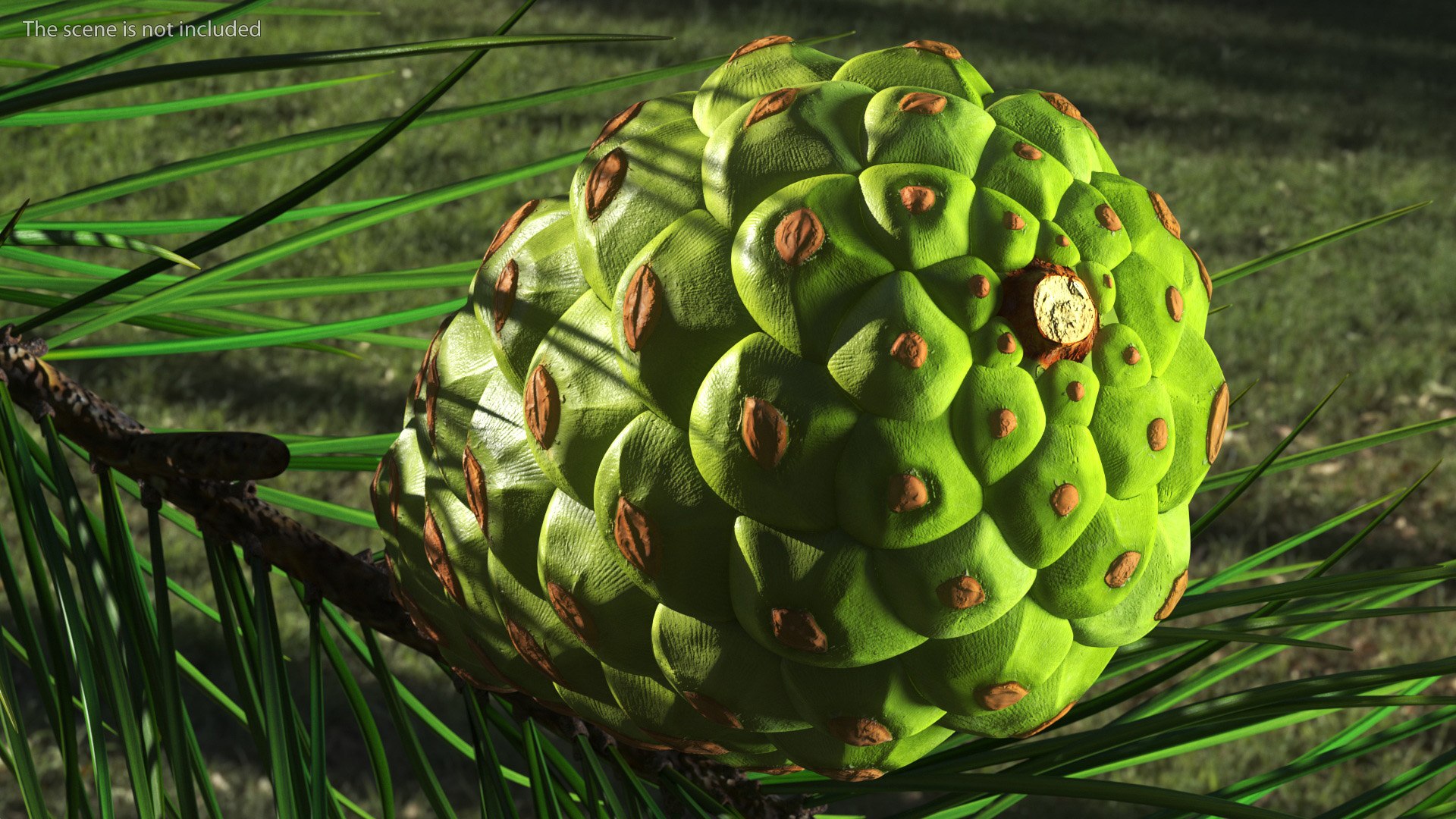 3D model Green Pine Cone https://p.turbosquid.com/ts-thumb/km/4sCRE9/IC/greenpineconevray3dmodel006/jpg/1675734685/1920x1080/fit_q87/e5362a416ac2e3405cf3601350762a0bea61540c/greenpineconevray3dmodel006.jpg