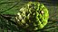 Green Pine Cone