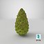Green Pine Cone