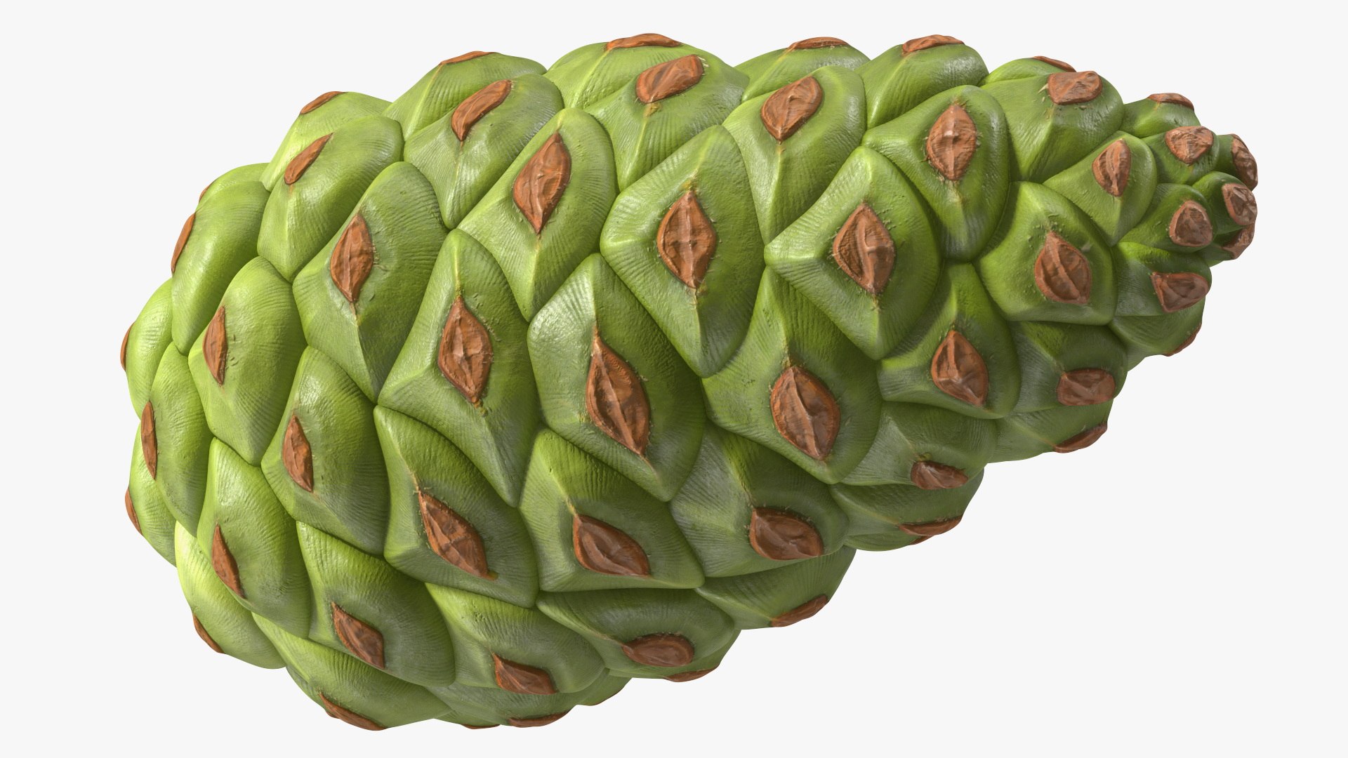 3D model Green Pine Cone https://p.turbosquid.com/ts-thumb/km/4sCRE9/Oi/greenpineconevray3dmodel013/jpg/1675734709/1920x1080/fit_q87/51d874f72390e5d6467819813925fa398f133329/greenpineconevray3dmodel013.jpg